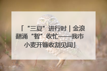 “三夏”进行时｜金浪翻涌“智”收忙——我市小麦开镰收割见闻