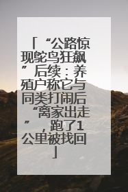 “公路惊现鸵鸟狂飙”后续：养殖户称它与同类打闹后“离家出走”，跑了1公里被找回