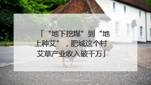 “地下挖煤”到“地上种艾”，肥城这个村艾草产业收入破千万