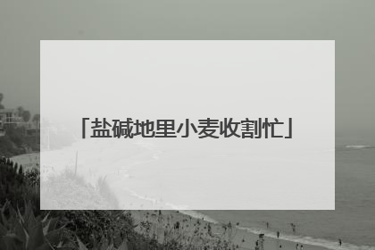 盐碱地里小麦收割忙