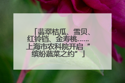翡翠桔瓜、雪贝、红铃铛、金寿桃……上海市农科院开启“缤纷蔬菜之约”
