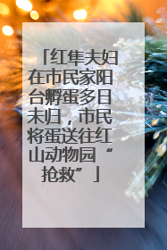红隼夫妇在市民家阳台孵蛋多日未归，市民将蛋送往红山动物园“抢救”