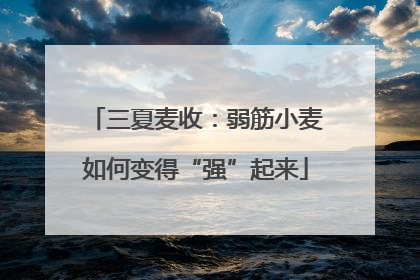 三夏麦收：弱筋小麦如何变得“强”起来
