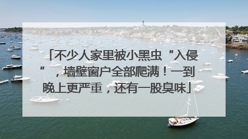 不少人家里被小黑虫“入侵”，墙壁窗户全部爬满！一到晚上更严重，还有一股臭味