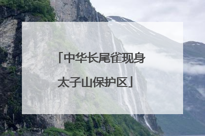 中华长尾雀现身太子山保护区