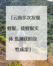 云南多次发现蜂猴、倭蜂猴实体 监测获阶段性成果