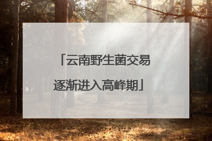云南野生菌交易逐渐进入高峰期