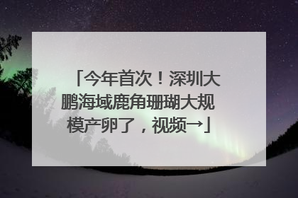 今年首次！深圳大鹏海域鹿角珊瑚大规模产卵了，视频→