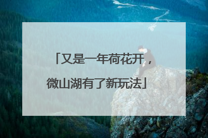 又是一年荷花开，微山湖有了新玩法