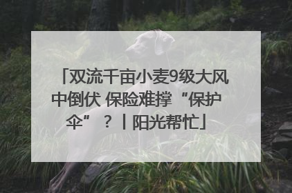 双流千亩小麦9级大风中倒伏 保险难撑“保护伞”？丨阳光帮忙