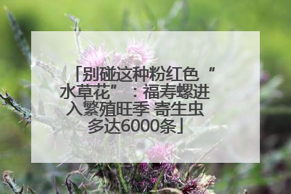 别碰这种粉红色“水草花”：福寿螺进入繁殖旺季 寄生虫多达6000条