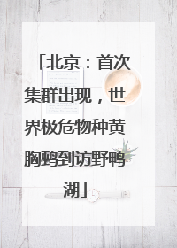 北京：首次集群出现，世界极危物种黄胸鹀到访野鸭湖
