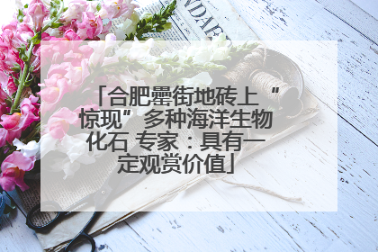 合肥罍街地砖上“惊现”多种海洋生物化石 专家：具有一定观赏价值