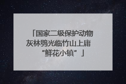 国家二级保护动物灰林鸮光临竹山上庸“鲜花小镇”