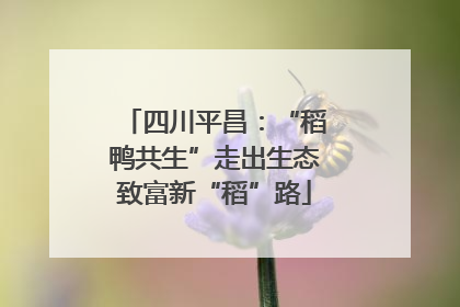 四川平昌：“稻鸭共生”走出生态致富新“稻”路