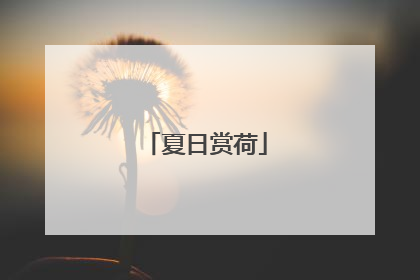 夏日赏荷