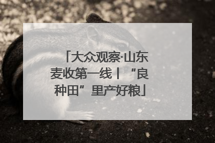 大众观察·山东麦收第一线丨“良种田”里产好粮