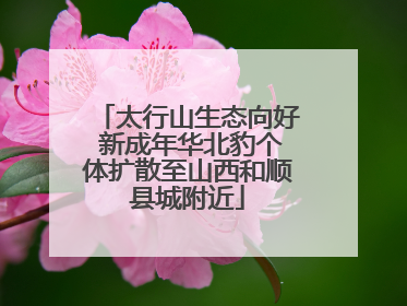 太行山生态向好 新成年华北豹个体扩散至山西和顺县城附近