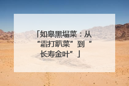 如皋黑塌菜：从“霜打趴菜”到“长寿金叶”