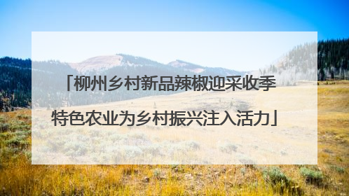 柳州乡村新品辣椒迎采收季 特色农业为乡村振兴注入活力