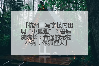 杭州一写字楼内出现“小狐狸”？兽医院院长：普通的宠物小狗，像狐狸犬