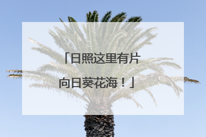 日照这里有片向日葵花海！