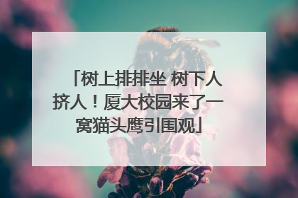 树上排排坐 树下人挤人！厦大校园来了一窝猫头鹰引围观