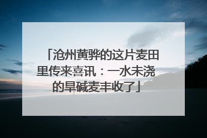 沧州黄骅的这片麦田里传来喜讯：一水未浇的旱碱麦丰收了