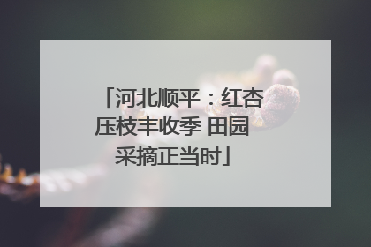 河北顺平：红杏压枝丰收季 田园采摘正当时