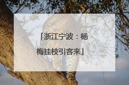 浙江宁波：杨梅挂枝引客来