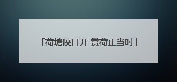 荷塘映日开 赏荷正当时