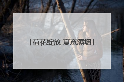 荷花绽放 夏意满塘