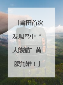 莆田首次发现鸟中“大熊猫”黄腹角雉！