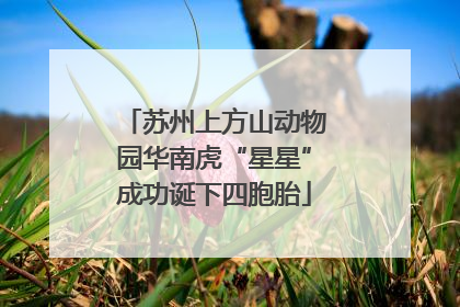 苏州上方山动物园华南虎“星星”成功诞下四胞胎