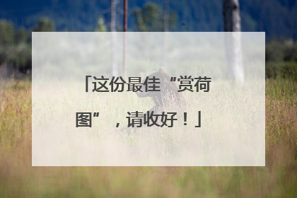 这份最佳“赏荷图”，请收好！
