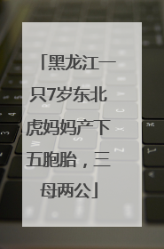 黑龙江一只7岁东北虎妈妈产下五胞胎，三母两公